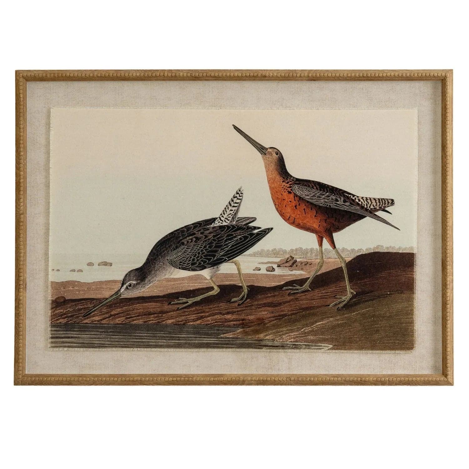 Neutral Ornithological Short-Billed Dowitcher Bird Print with Linen Background – Beaded Wooden Frame Framed Wall Art 62x45x2cm